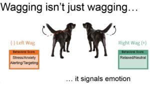 dog tail quiver meaning