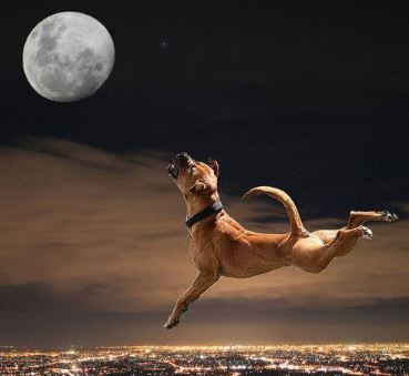 Dog Howling at the Moon