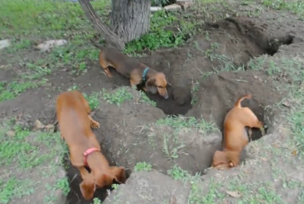 why do puppies dig holes