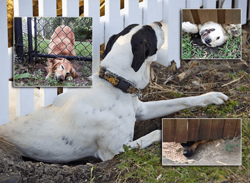 stop dog or puppy digging under a fence