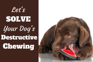 Let's solve your dog's destructive chewing