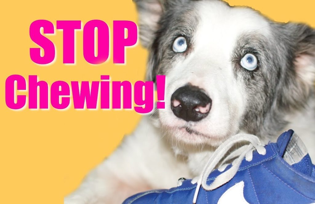 Stop Dog and Puppy Chewing