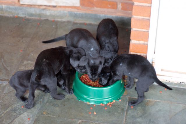 Puppies eating too fast