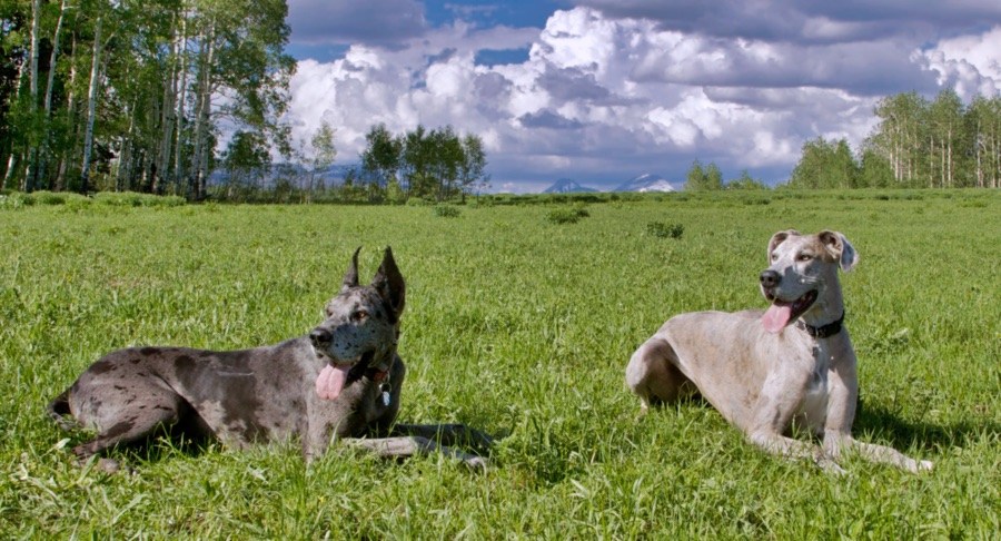 Great Danes and German Shephards