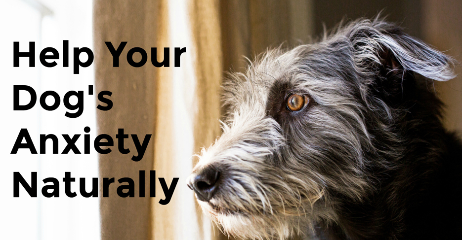 Help your Dog's Anxiety Naturally