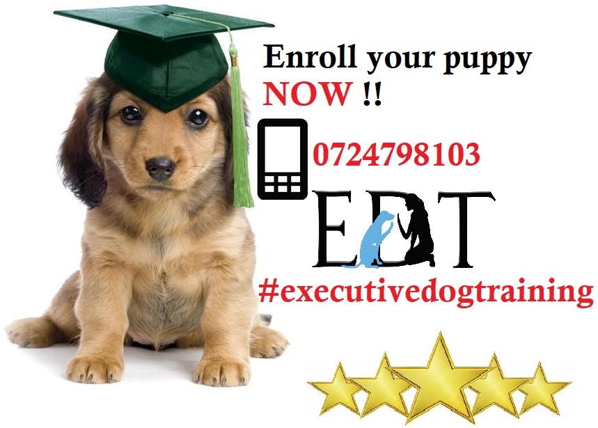 Enroll your Puppy Now