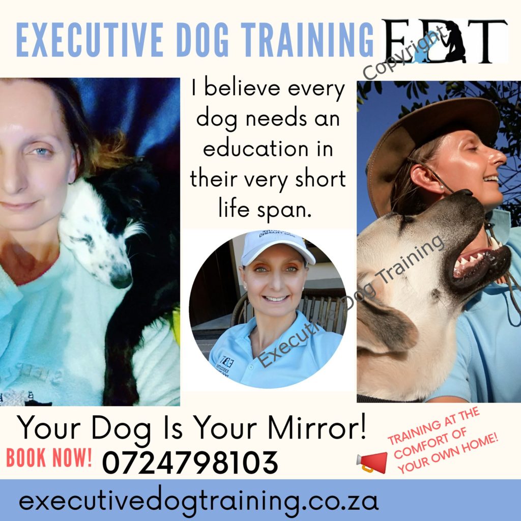 More about us and Executive Dog Training